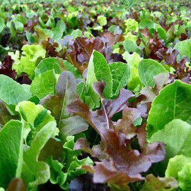 Indoor Lettuce Mix Seeds