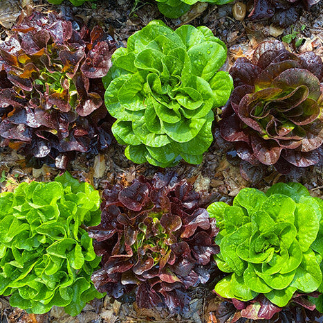 Indoor Lettuce Mix Seeds
