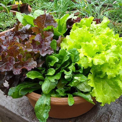 Indoor Lettuce Mix Seeds
