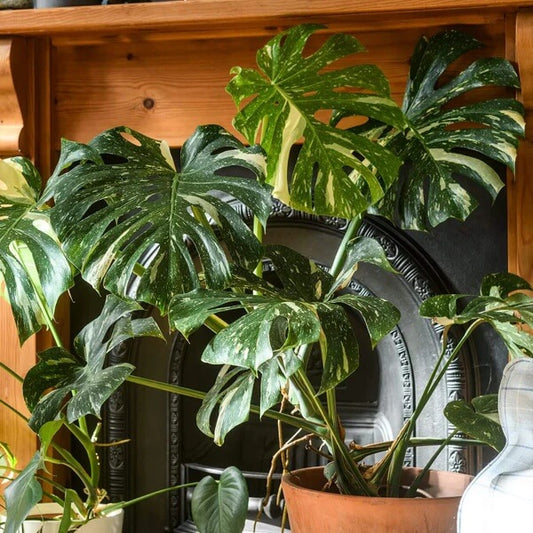 Indoor Monstera Plant seeds