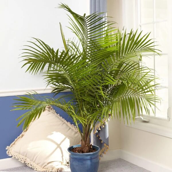 Indoor Palm Plant Seeds