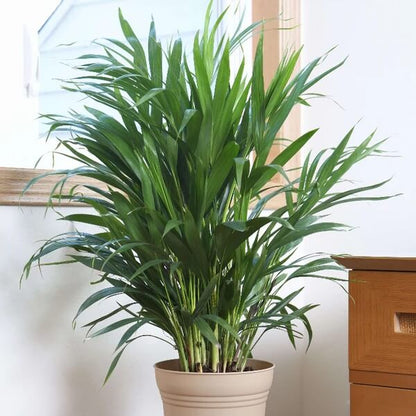Indoor Palm Plant Seeds