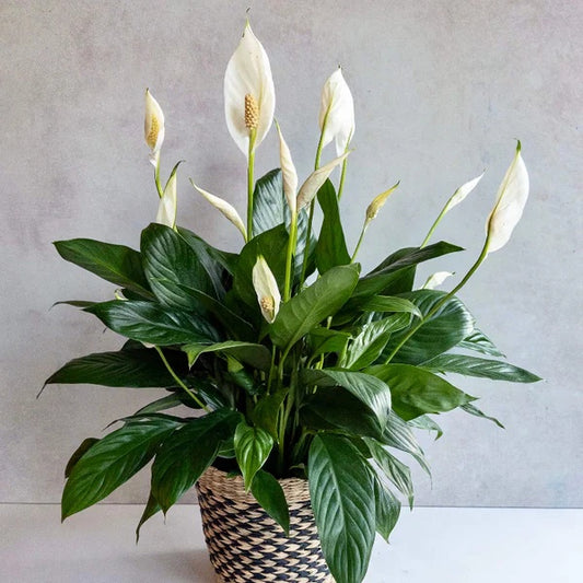 Indoor Peace Lily Plant Seeds - Flower Plant