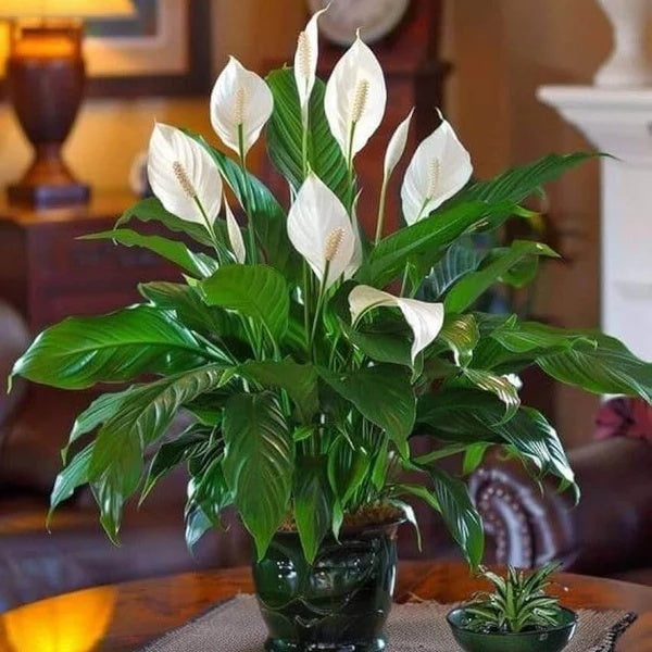 Indoor Peace Lily Plant Seeds - Flower Plant