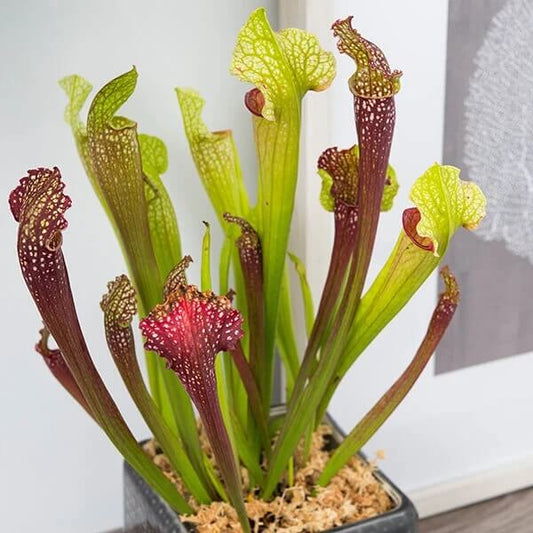 Indoor Pitcher Plant Seeds 