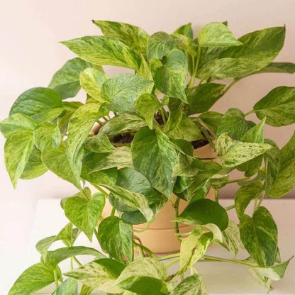 Indoor Pothos Plant Seeds