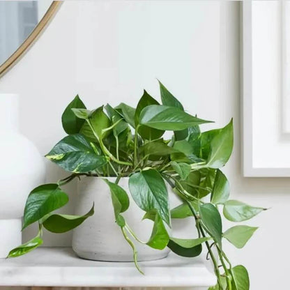 Indoor Pothos Plant Seeds