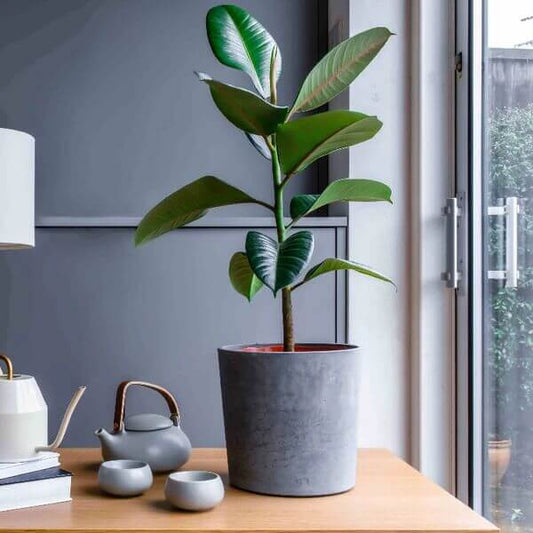Indoor Rubber Tree Seeds - Flower Plant
