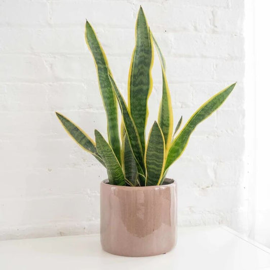 Indoor Snake Plant Seeds