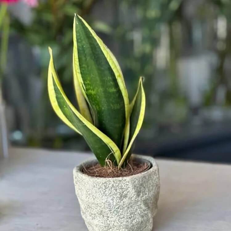Indoor Snake Plant Seeds