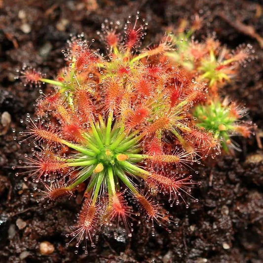 Indoor Sundew Seeds