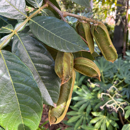 Inga edulis Ice Cream Bean Seeds