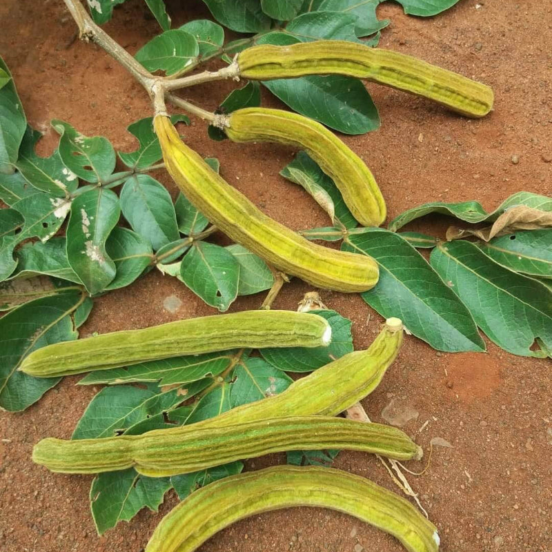 Inga edulis Ice Cream Bean Seeds