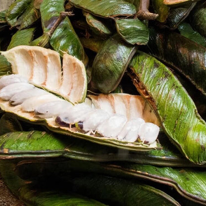 Inga edulis Ice Cream Bean Seeds