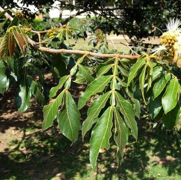 Inga edulis Ice Cream Bean Seeds