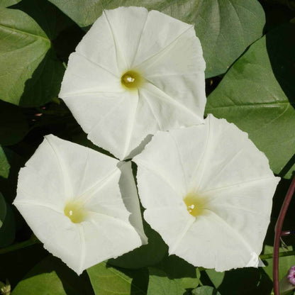 Ipomoea Alba Seeds - Heirloom Flower Plant for Home Gardens