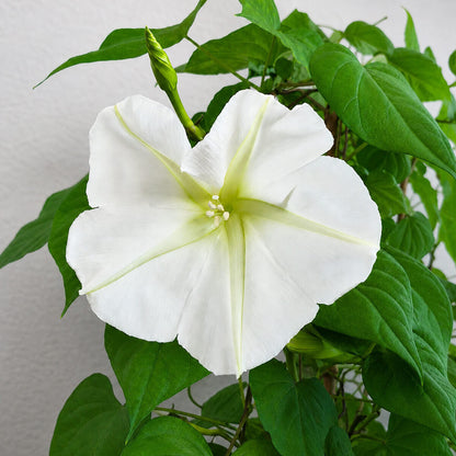 Ipomoea Alba Seeds - Heirloom Flower Plant for Home Gardens