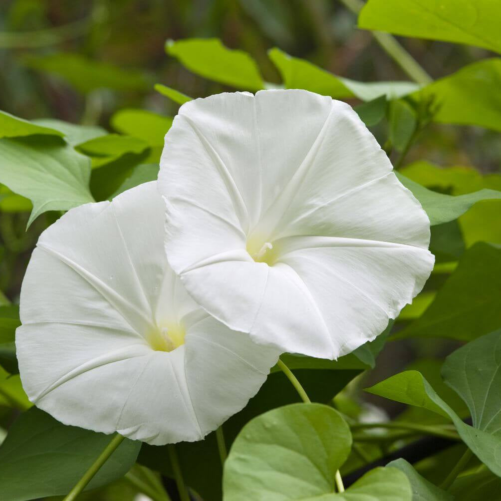 Ipomoea Alba Seeds - Heirloom Flower Plant for Home Gardens
