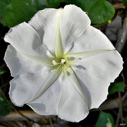 Ipomoea Alba Seeds - Heirloom Flower Plant for Home Gardens