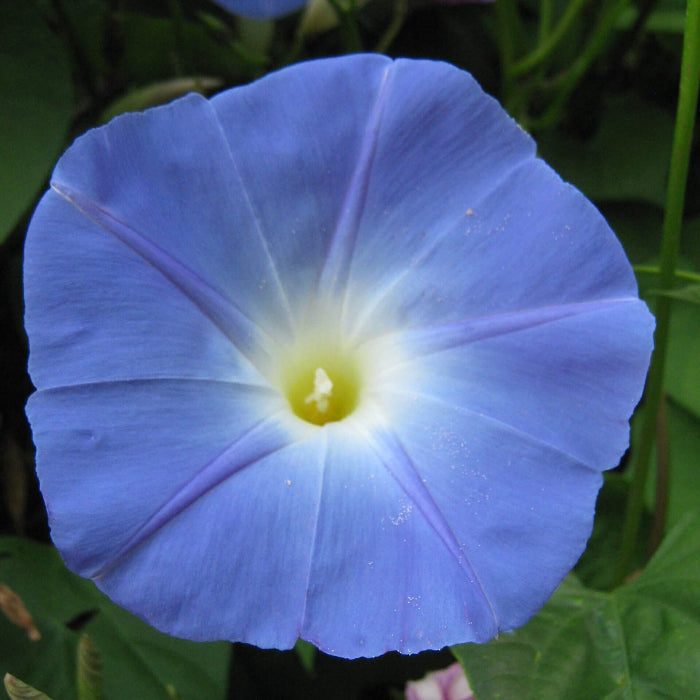 Ipomoea Seeds - Flower Plant For Home Gardens