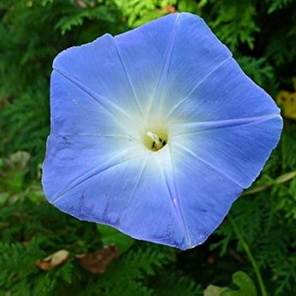 Ipomoea Seeds - Flower Plant For Home Gardens