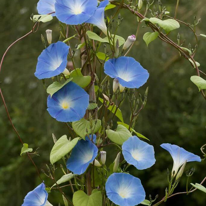 Ipomoea Tricolor Seeds - Heirloom Flower Plant for Home Gardens