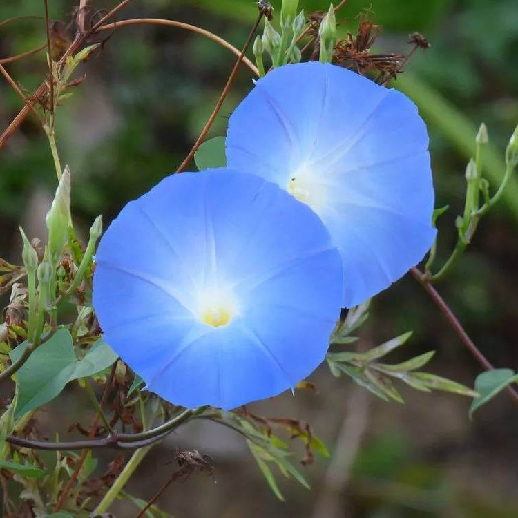 Ipomoea Tricolor Seeds - Heirloom Flower Plant for Home Gardens