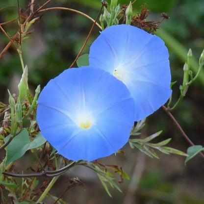 Ipomoea Tricolor Seeds - Heirloom Flower Plant for Home Gardens