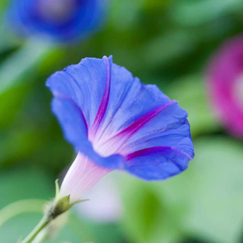 Ipomoea Tricolor Seeds - Heirloom Flower Plant for Home Gardens