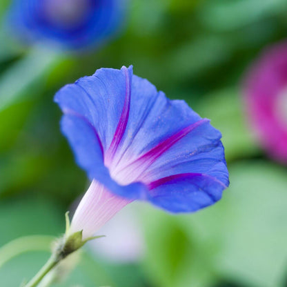Ipomoea Tricolor Seeds - Heirloom Flower Plant for Home Gardens