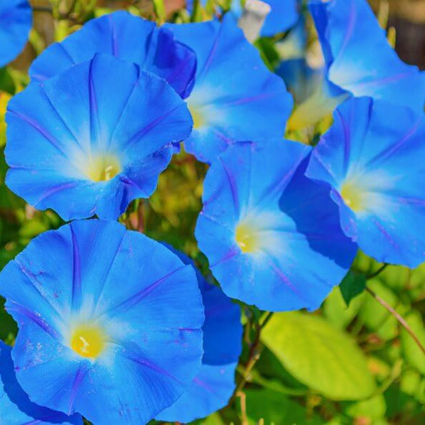 Ipomoea Tricolor Seeds - Heirloom Flower Plant for Home Gardens
