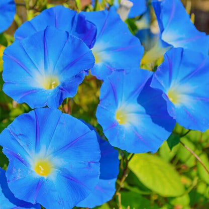 Ipomoea Tricolor Seeds - Heirloom Flower Plant for Home Gardens