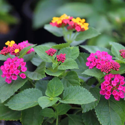 Irene Lantana Seeds - Ornamental Plant Seeds for Home Gardens