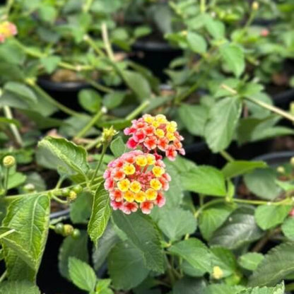 Irene Lantana Seeds - Ornamental Plant Seeds for Home Gardens