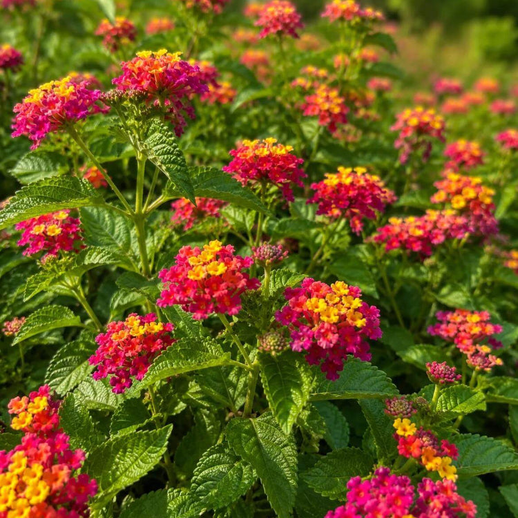 Irene Lantana Seeds - Ornamental Plant Seeds for Home Gardens