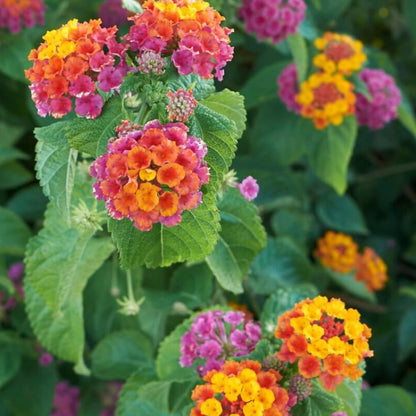 Irene Lantana Seeds - Ornamental Plant Seeds for Home Gardens