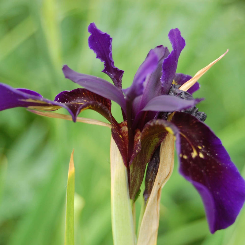 Iris Chrysographes Seeds - Heirloom Flower Plant for Home Gardens