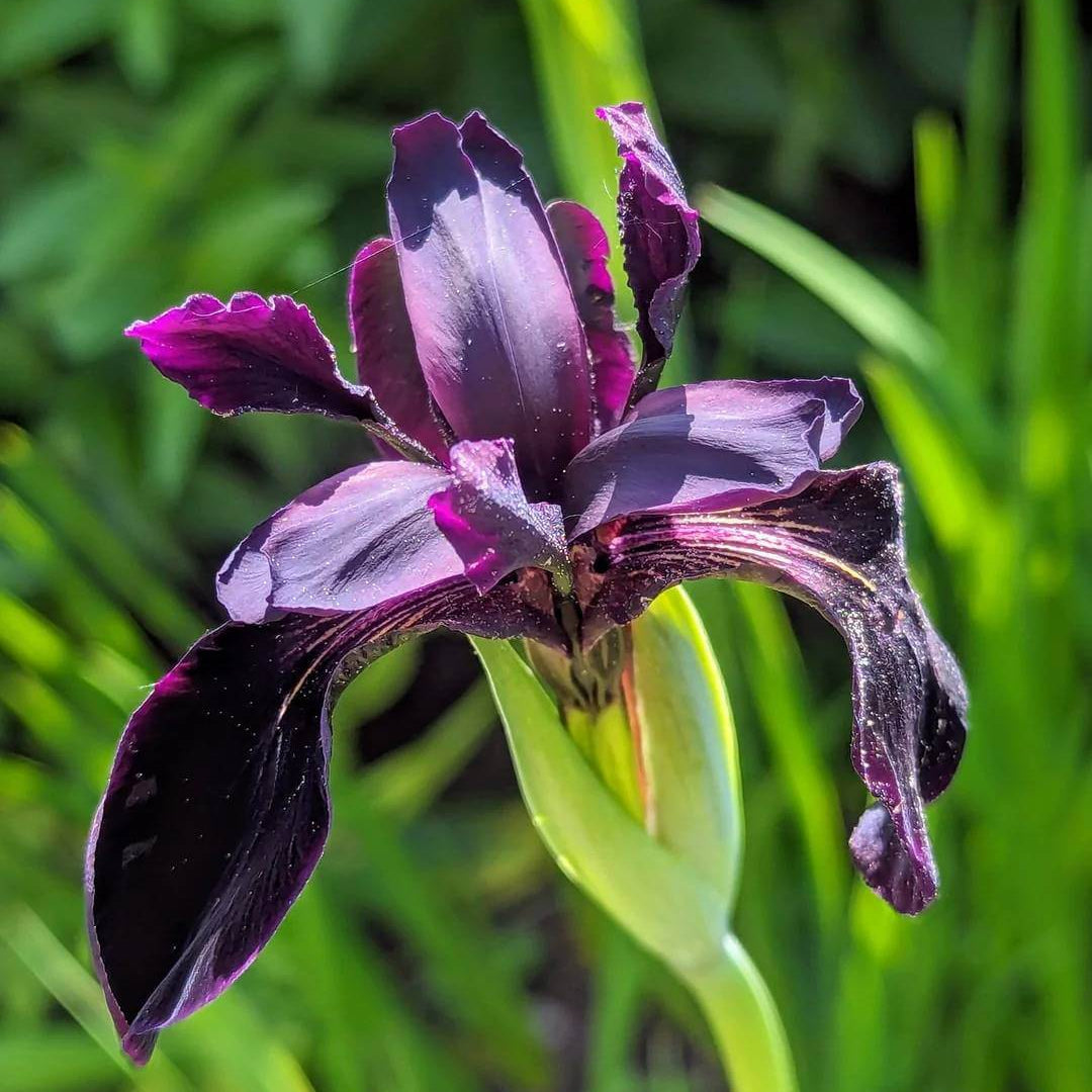 Iris Chrysographes Seeds - Heirloom Flower Plant for Home Gardens