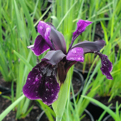 Iris Chrysographes Seeds - Heirloom Flower Plant for Home Gardens