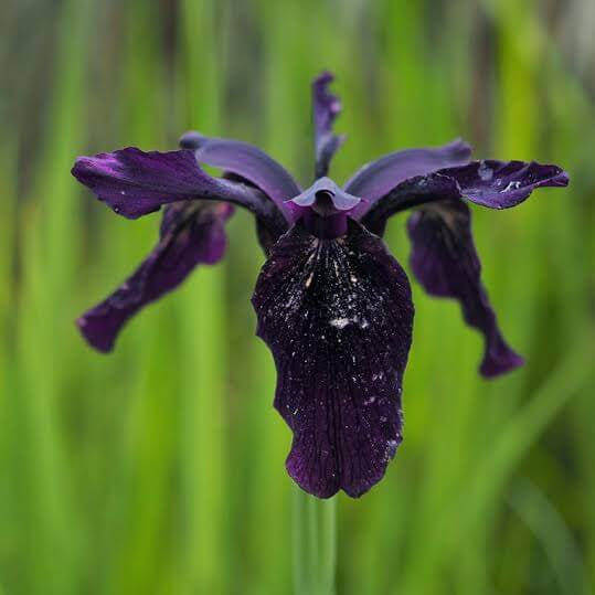 Iris Chrysographes Seeds - Heirloom Flower Plant for Home Gardens