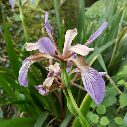 Iris Foetidissima Seeds - Heirloom Flower Plant for Home Gardens