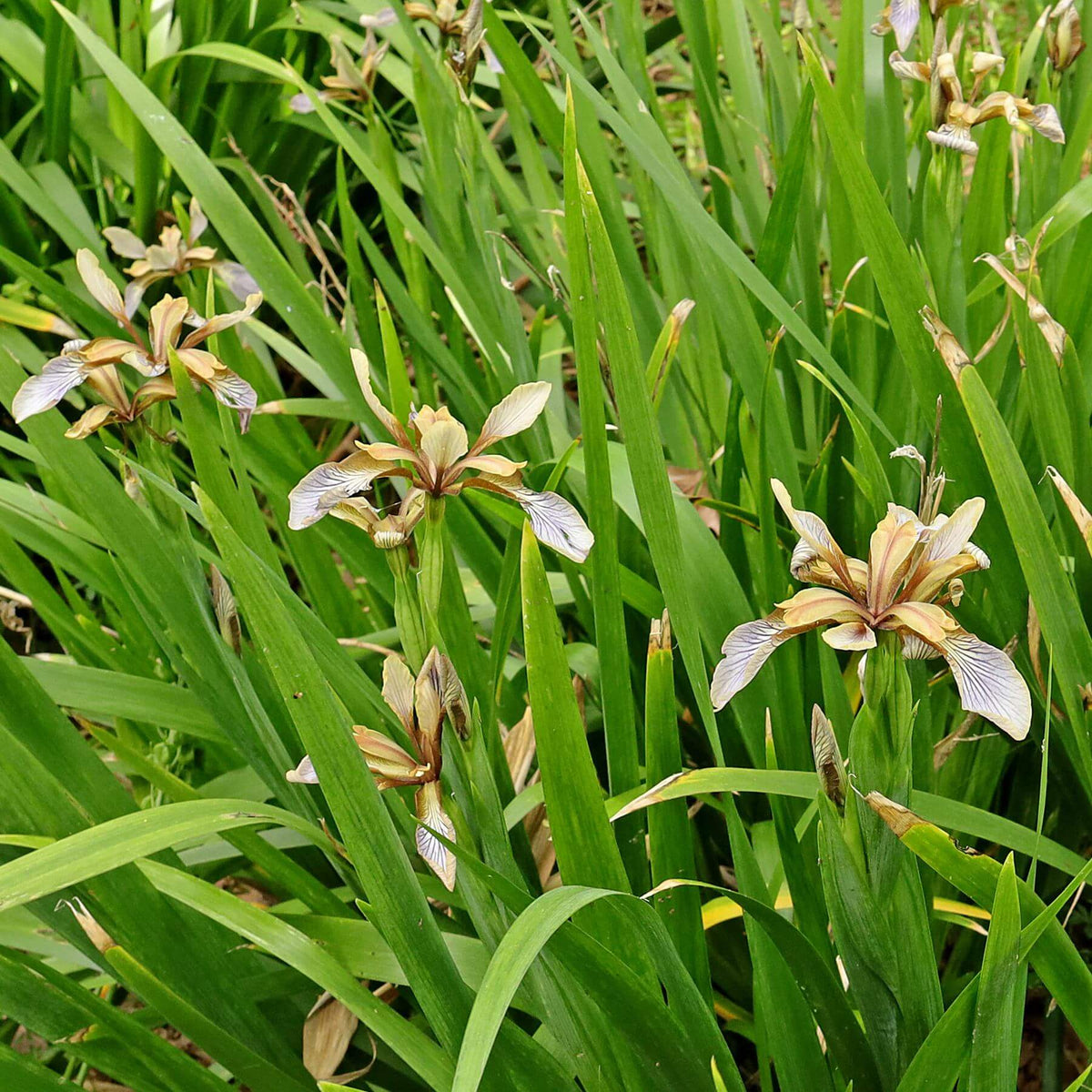 Iris Foetidissima Seeds - Heirloom Flower Plant for Home Gardens