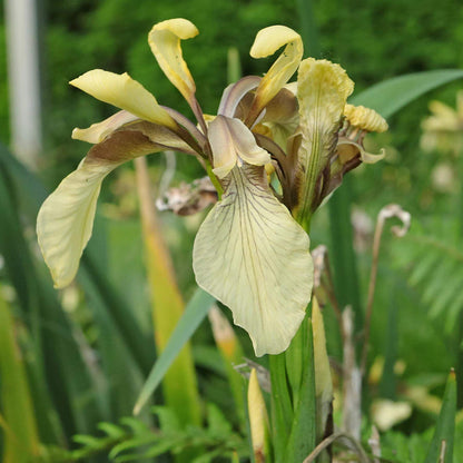 Iris Foetidissima Seeds - Heirloom Flower Plant for Home Gardens