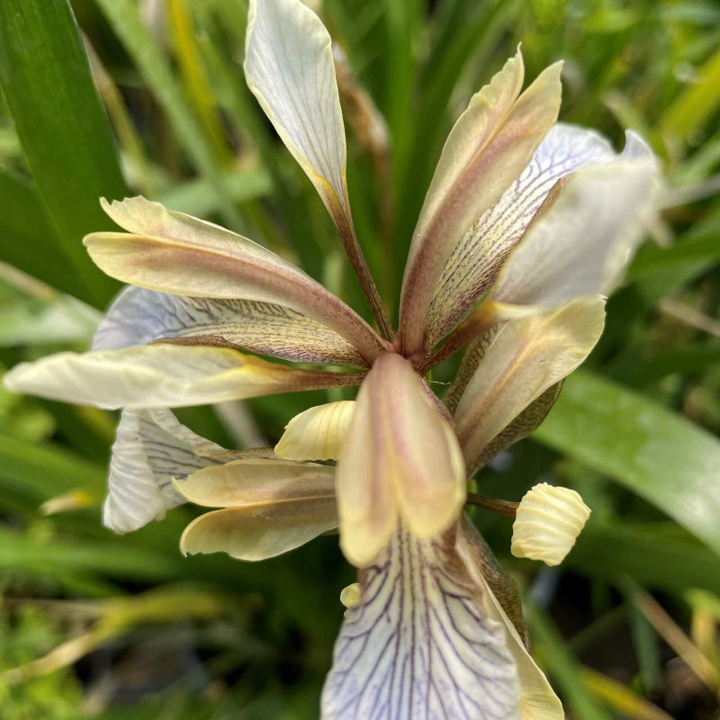 Iris Foetidissima Seeds - Heirloom Flower Plant for Home Gardens