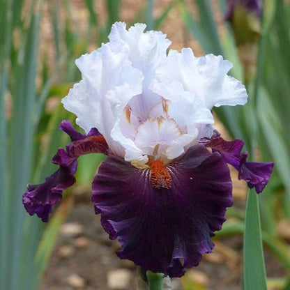 Iris Germanica Seeds - Heirloom Flower Plant for Home Gardens