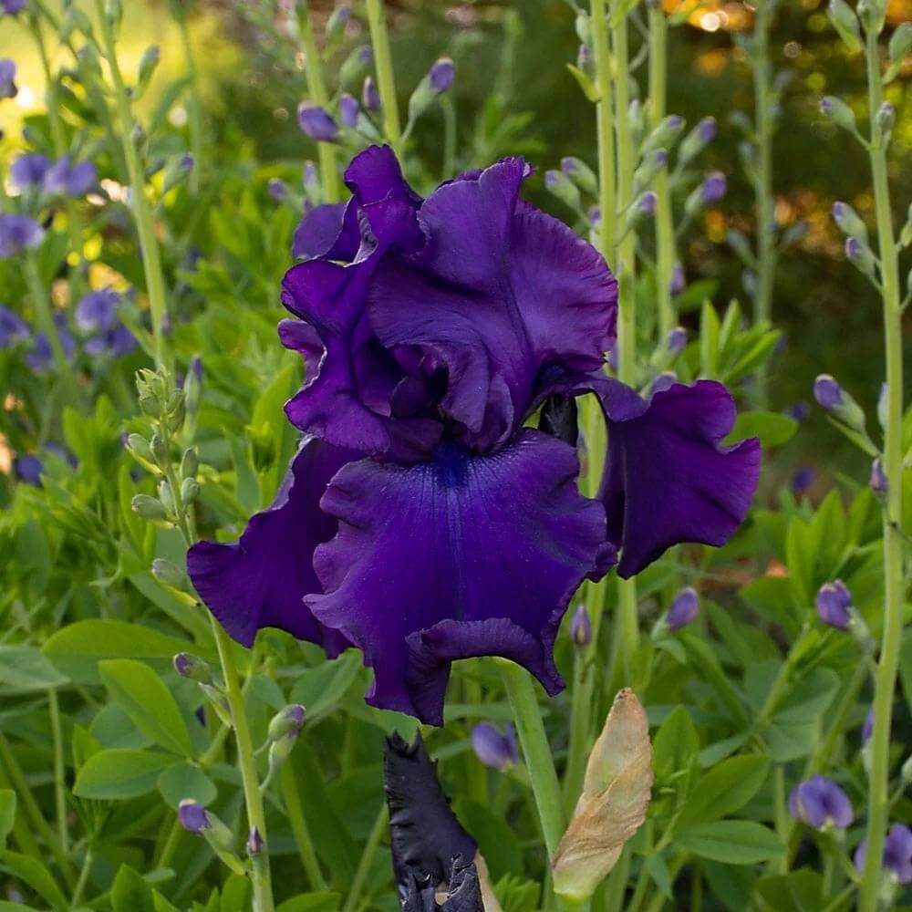 Iris Germanica Seeds - Heirloom Flower Plant for Home Gardens