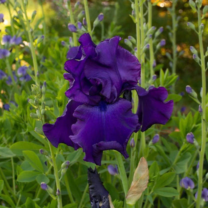Iris Germanica Seeds - Heirloom Flower Plant for Home Gardens