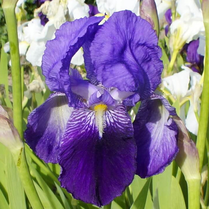 Iris Germanica Seeds - Heirloom Flower Plant for Home Gardens