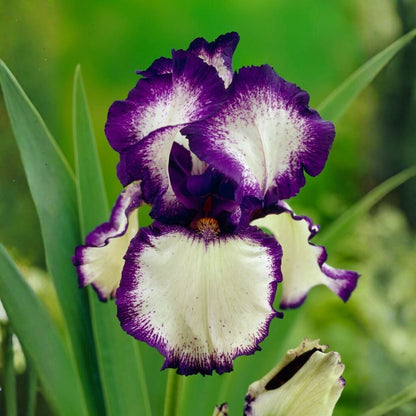 Iris Germanica Seeds - Heirloom Flower Plant for Home Gardens