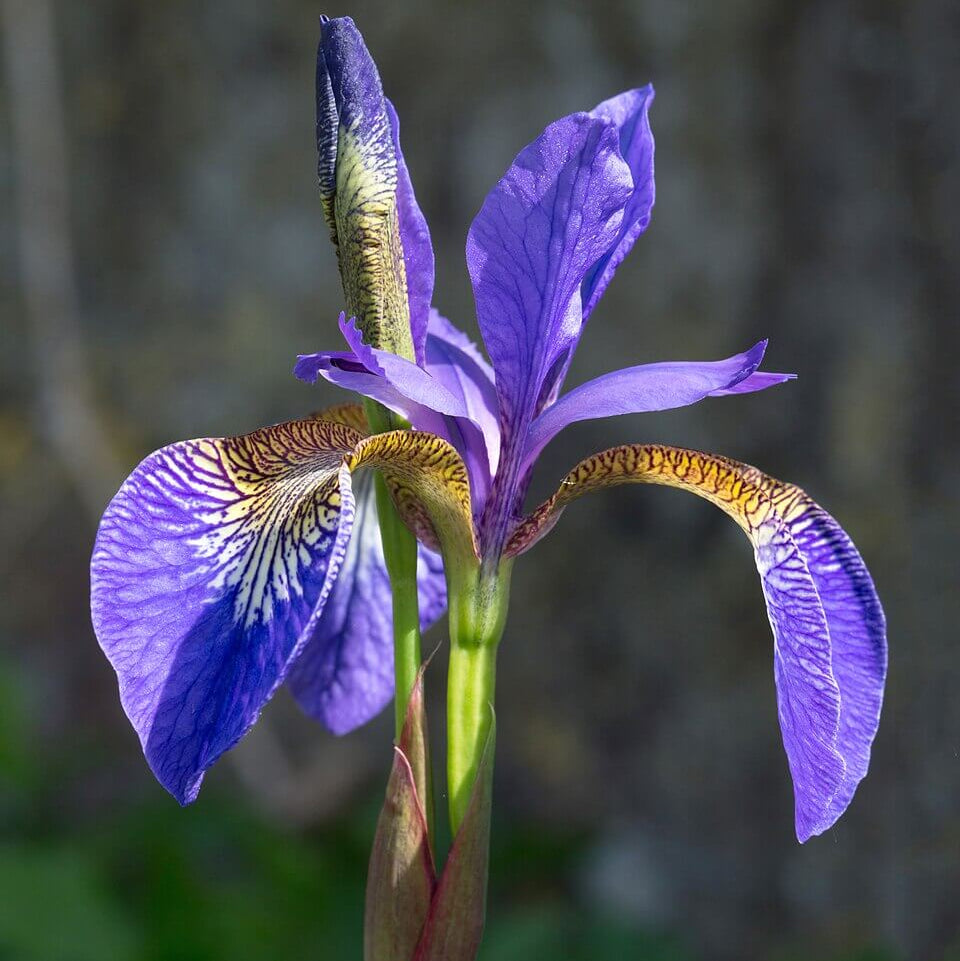 Iris Seeds